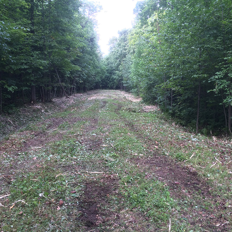 Broyage forestier - chemin forestier 4